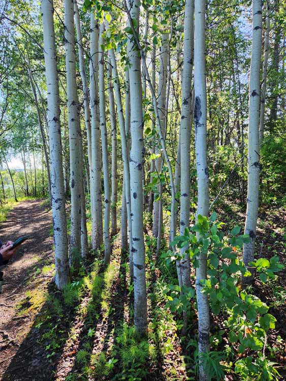 birch trees